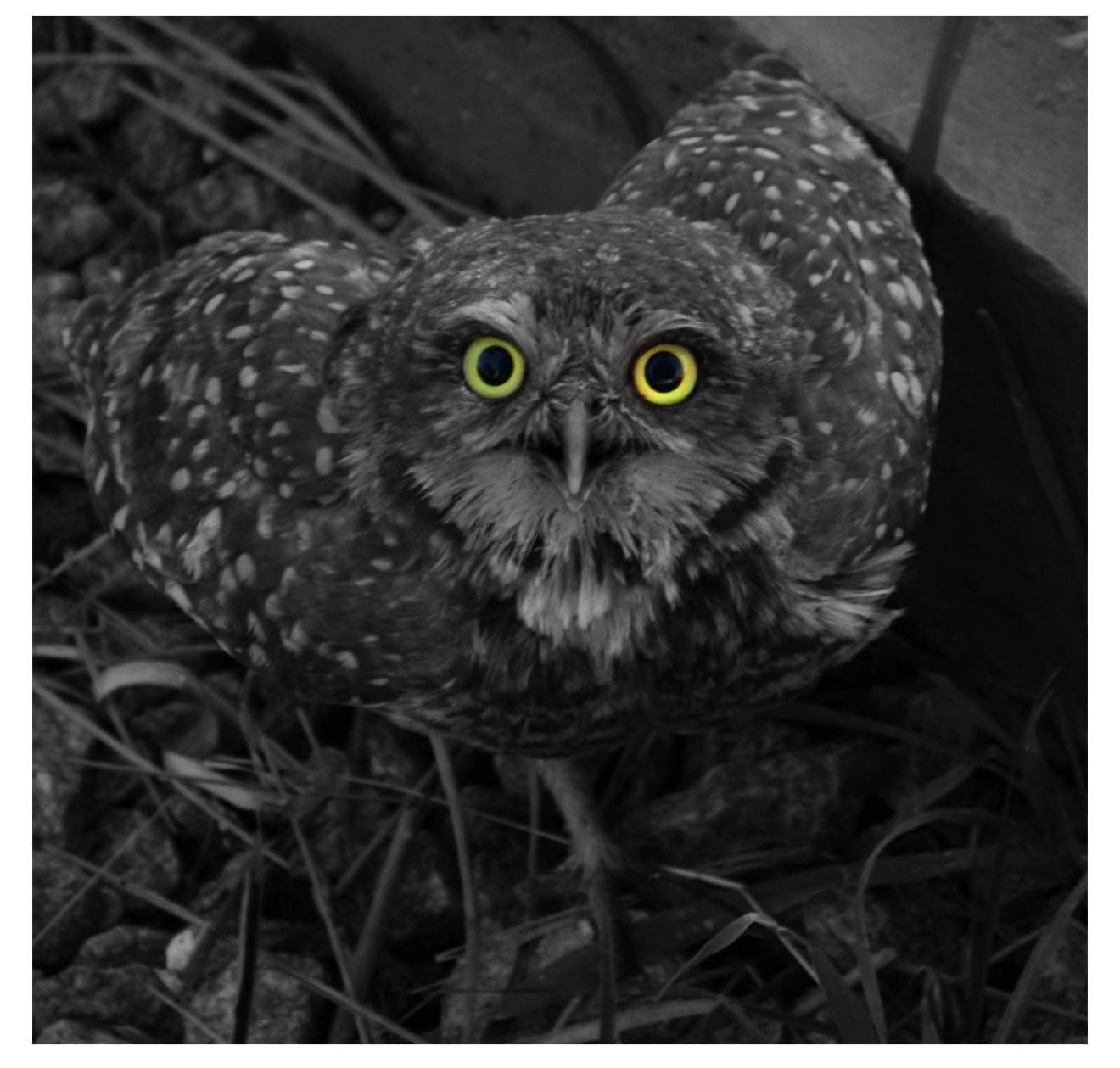 Granja Los Pibes Tandil: animales, huerta y fauna silvestre para disfrutar en familia