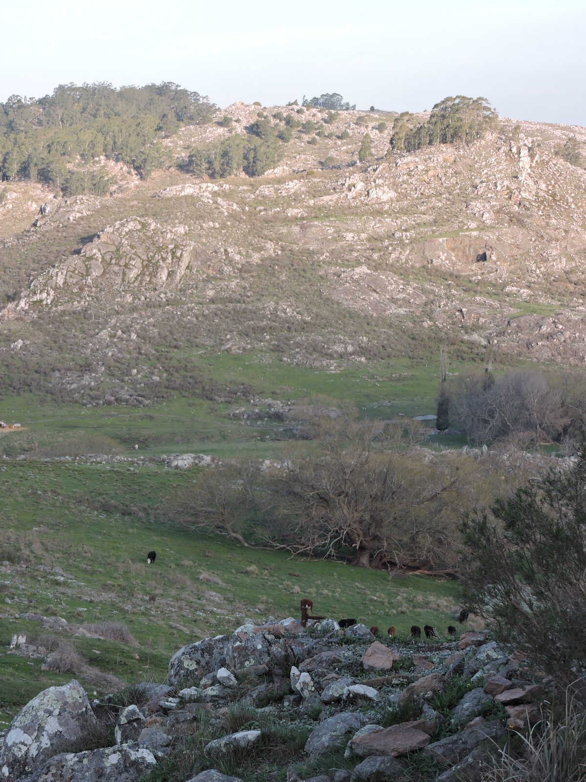 Valle del Picapedrero