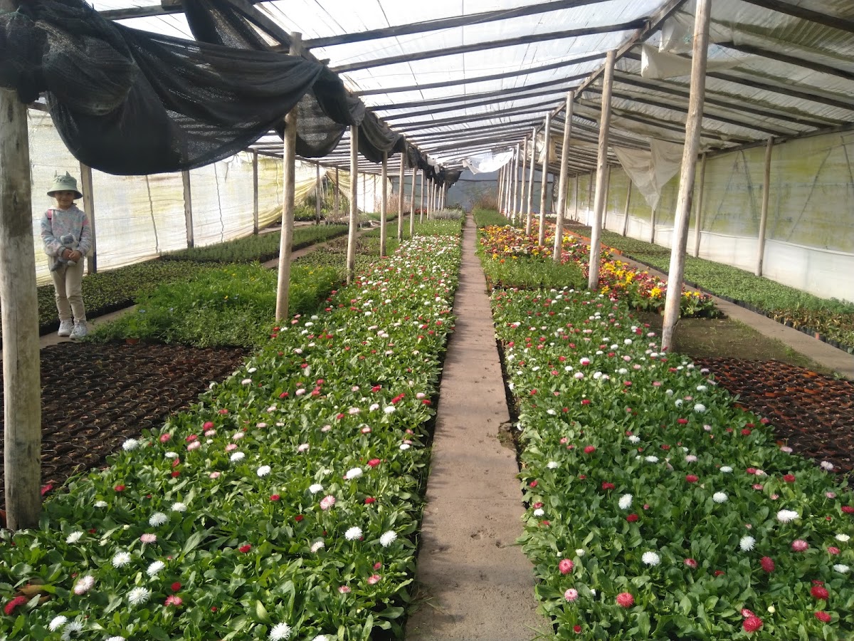Vivero El Penacho