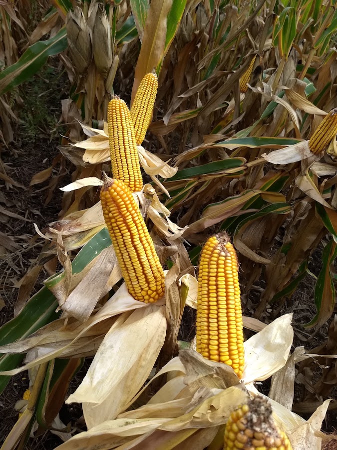 Agropecuaria Moreno