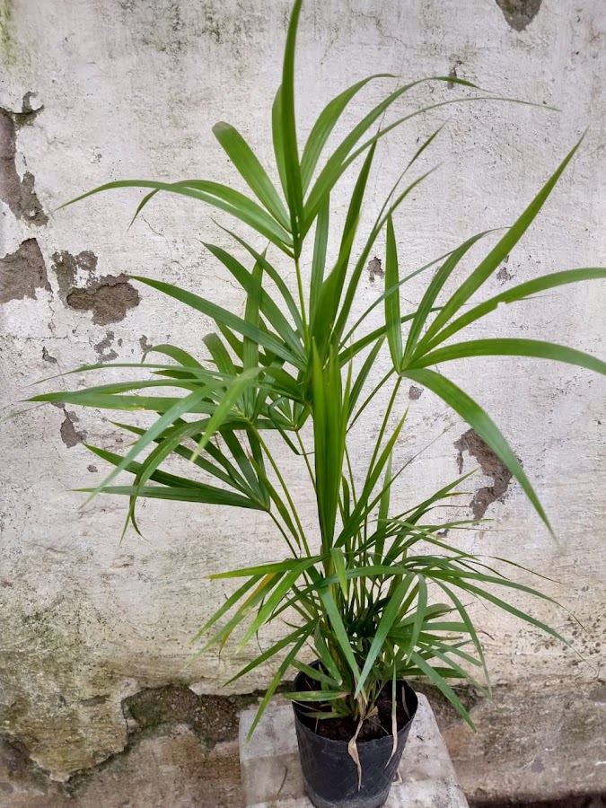 Vivero El Rincón