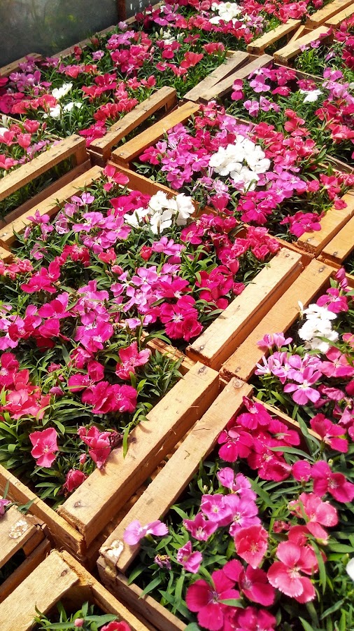 Vivero Belén Mayorista